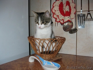 Супер кошечка МАЙЯ #699703