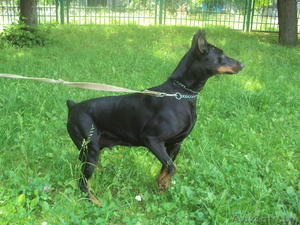 Доберман черна подпалая девочка в дар #698040