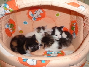 Дарю милых,  Котят! #682190