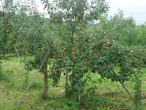 продам дачу в деревне #680937