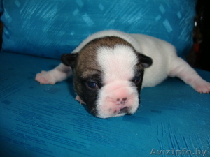 Щенки французского бульдога из питомника #675585