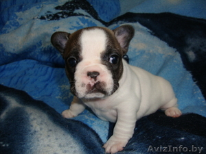 Элитные щенки французского бульдога #687499