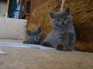 Британские котята 2 мес. #693473