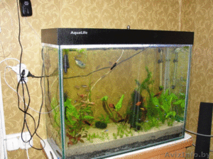 Аквариум под заказ,  изделия из стекла. #684708