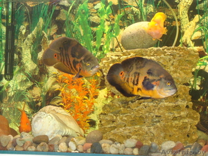 Яркие астронотусы #680903