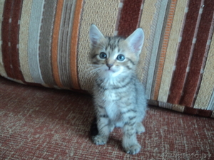 Отдам котят (пушистых)  хорошим хозяевам  #676335