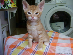 Продаются красивые котята Донского сфинкса #687314