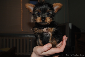 мини йоркширские терьеры! #686990
