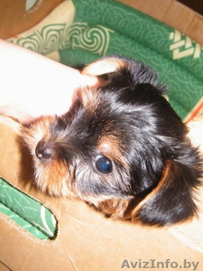 Продам щенка йоркширского терьера(мальчик) #681527