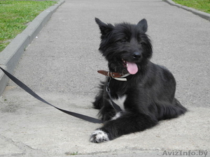 Фиеста-собака компаньон в дар! #689402