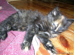 Китя,  Сима и Дюша - супер котятки в дар! #689927