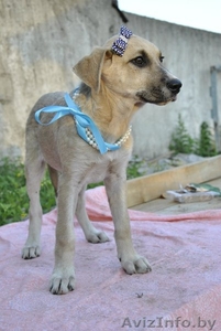 Красивые щенки в дар в добрые руки! #685569