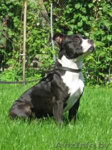 стафф  Ева в дар. #690610