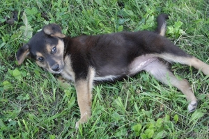 Замечательный щенок в дар #698797