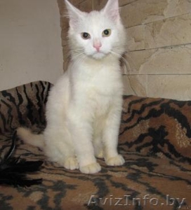 Белоснежная кошечка-красотка в дар. (5 мес.) #687240