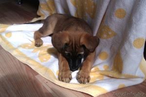 Любящему хозяину - отличная собака! #698723