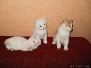 котят в хорошие руки  #675818