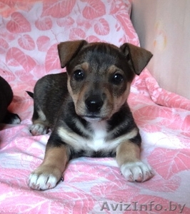 3 замечательных щеночка в дар! #687323