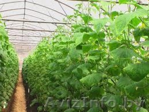 Продам огурцы свежие. Цены ниже рыночных #689999
