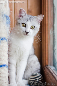 Золотой котик в в дар! #670760