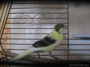 продам канареек #695020