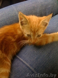 Срочно отдам в дар рыженького котеночка! #684856
