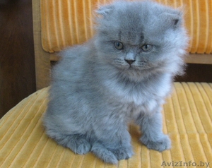 продам Шотландского вислоухого котёнка #688670