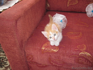 котик ждет доброго хозяина #670017