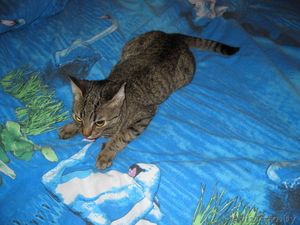 Лучший в мире котик Яшка #699699