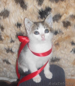 Отдам  крохотных милых котят в хорошие руки #698264