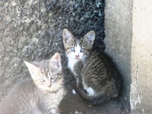 ОТДАМ котят в хорошие руки! #682371