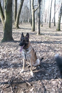    Дрессировка и хендлинг собак #688211