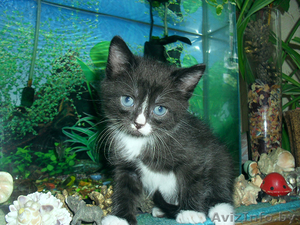 очаровательные котята #674502