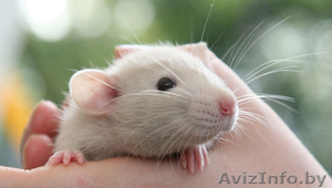 Крысы белые - ласковые,  нежные,  игривые. 30 тыс. руб. #690682