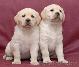 Замечательные щенки лабрадора палевого окраса #695538