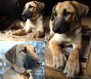 Молодая собака Лада в дар #691701