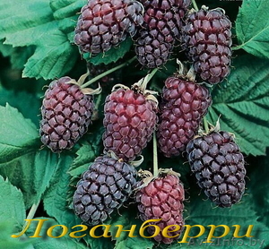 Ежевика и ежевично-малиновые гибриды #699229