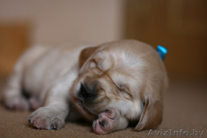 Щенки золотистого (голден) ретривера! #679993