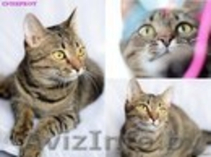 Очаровательная кошечка Мелани в дар #700577