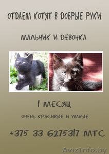 Отдам котят в добрые руки! #678964