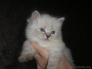 невские маскарадные котята(сибирский колор-поинт) #689658