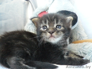 Мейн-кун котята #695896