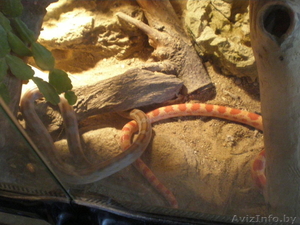 Продам двух маисовых полозов+обустроенный террариум. #677409