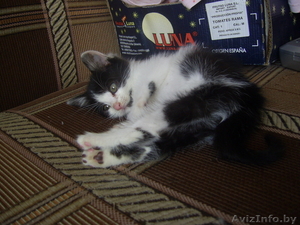 Котенок в дабрые руки! #685355