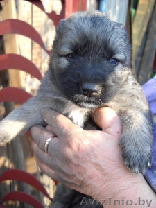 Продам щенков кавказской овчарки   #689465