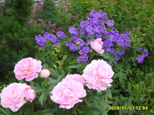 декоративные кустарники, садовые растения. #682480