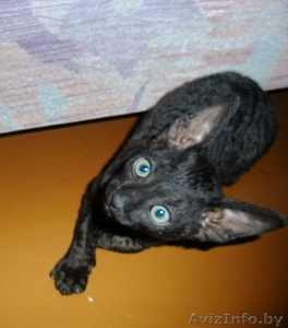 продается котенок корниш-рекс #697503