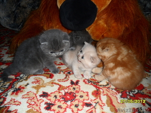  Персидские котята  #679962