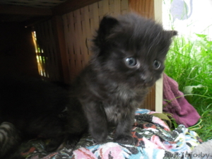 замечательные пушистые котята в дар #695401