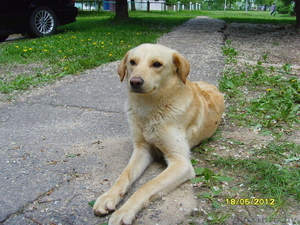 Собака добрый даром #677477